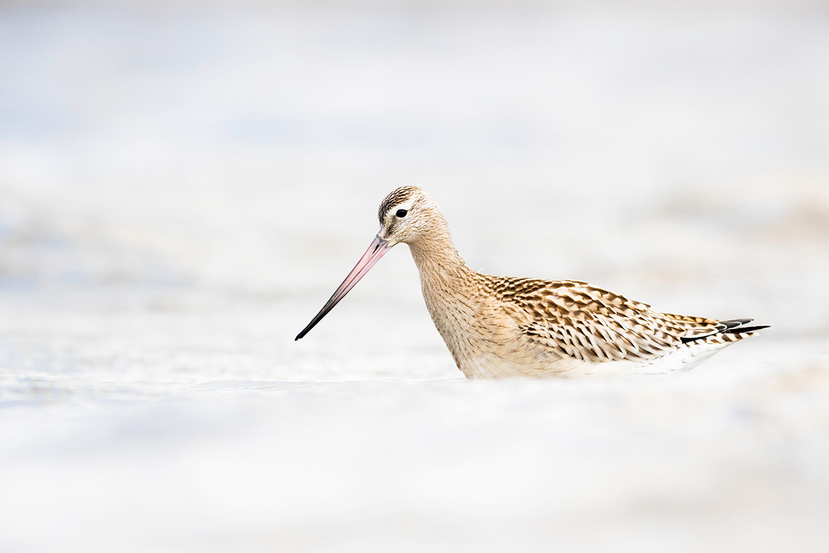 Bar-tailed godwit