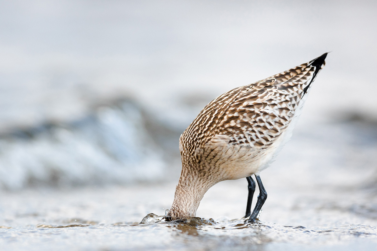 Bar-tailed godwit