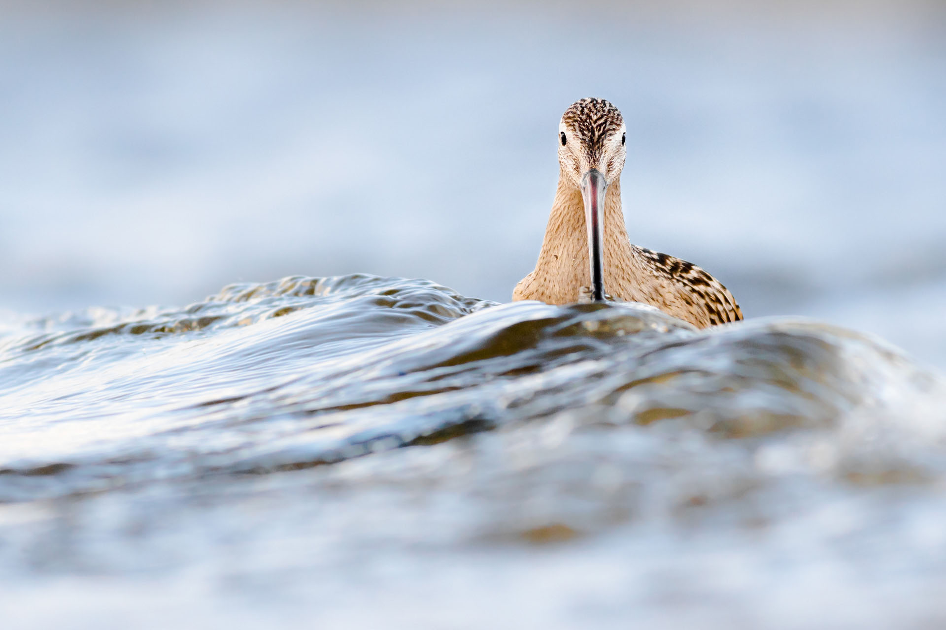 Bar-tailed godwit