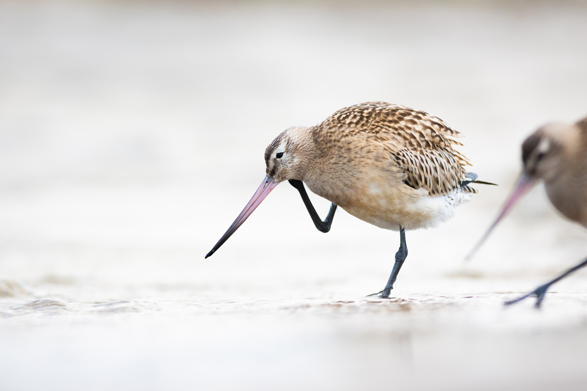 Bar-tailed godwit