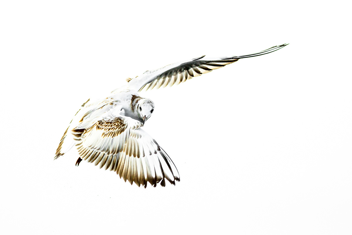 Black-headed gull