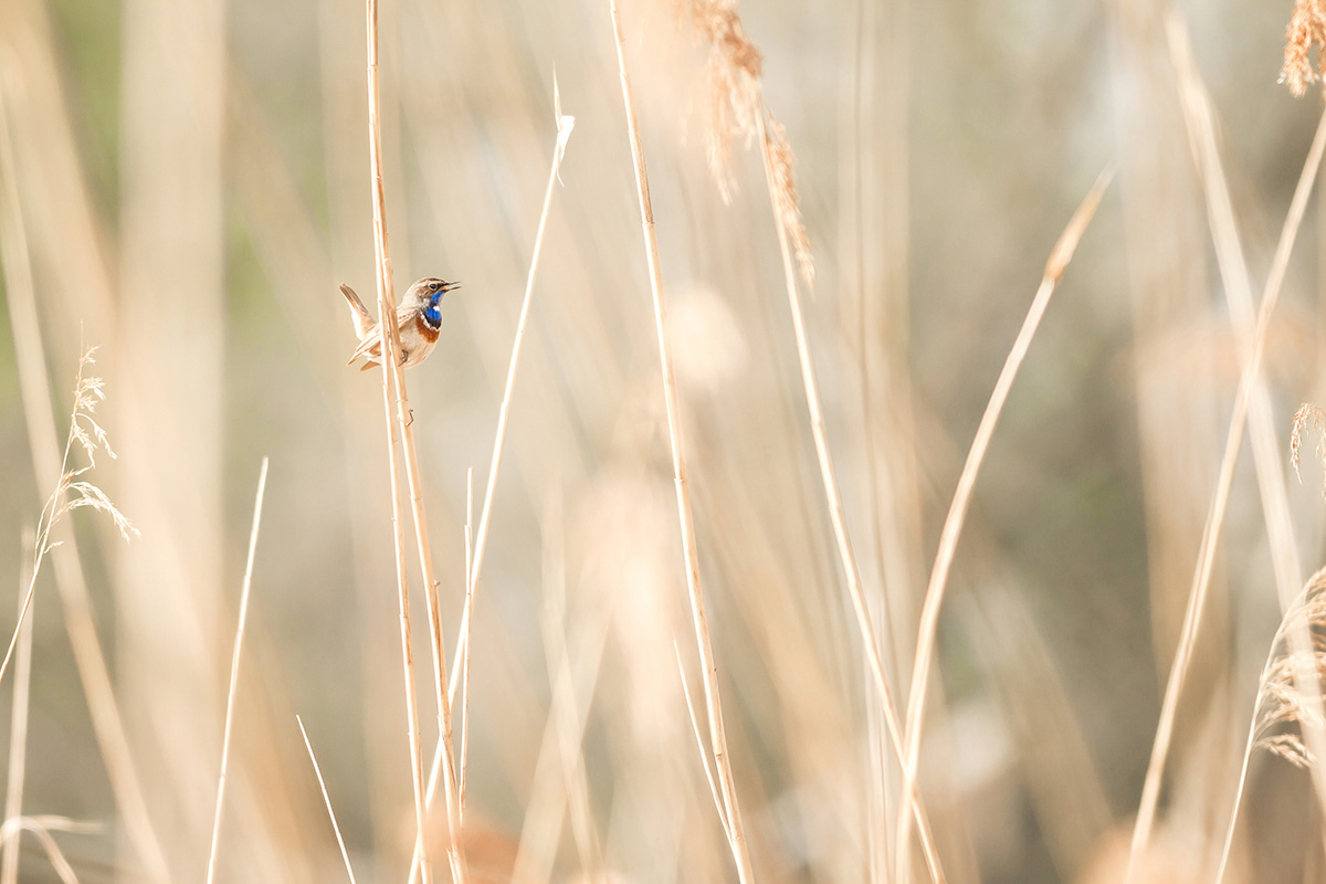 Bluethroat