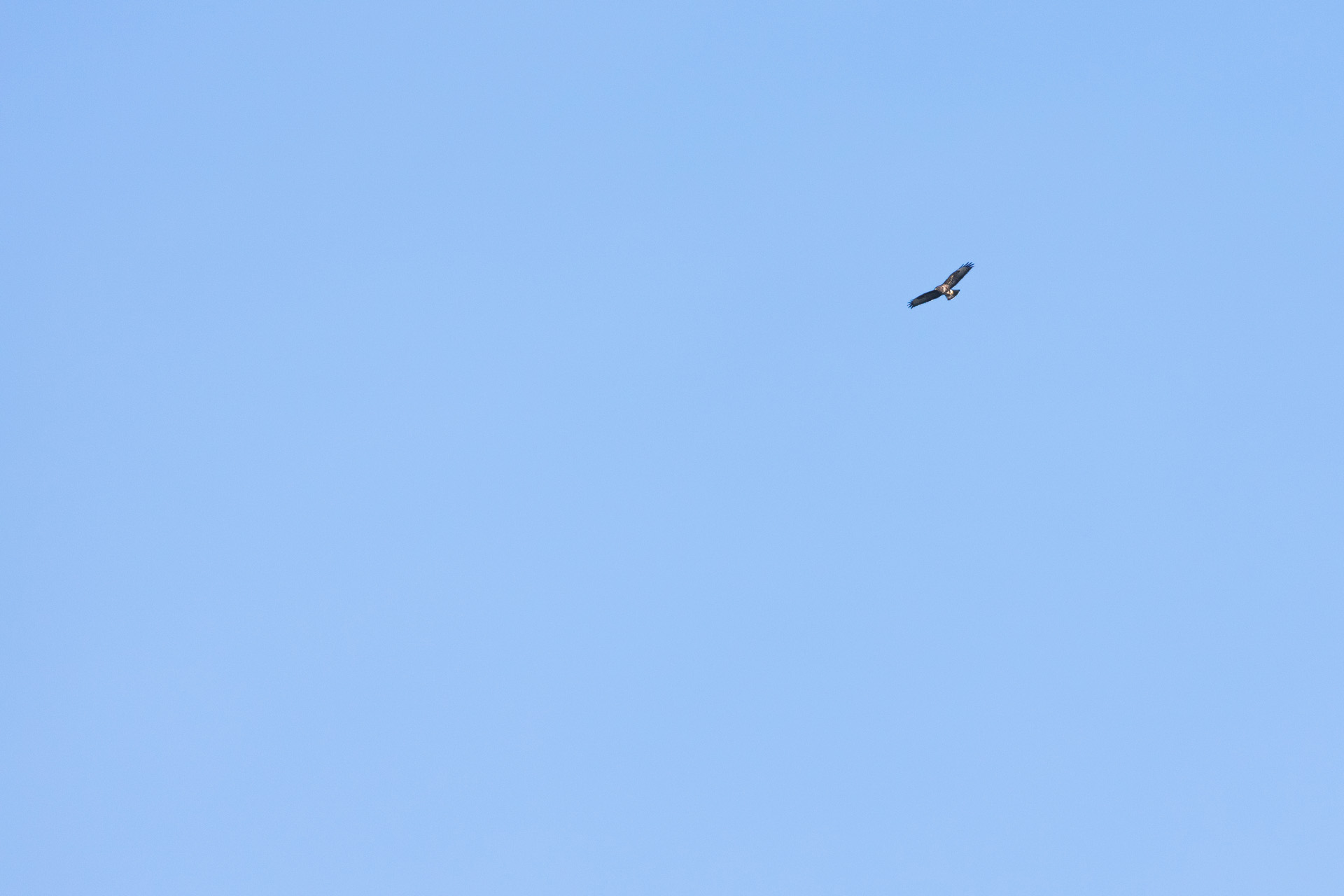 Myszołów, Common buzzard