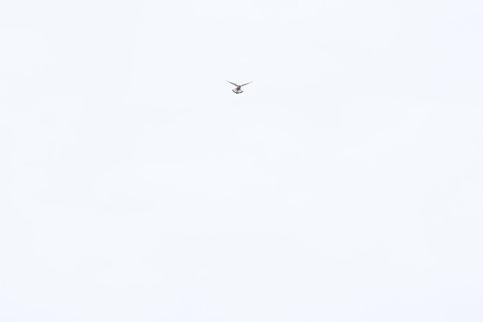 Pustółka, Common cestrel