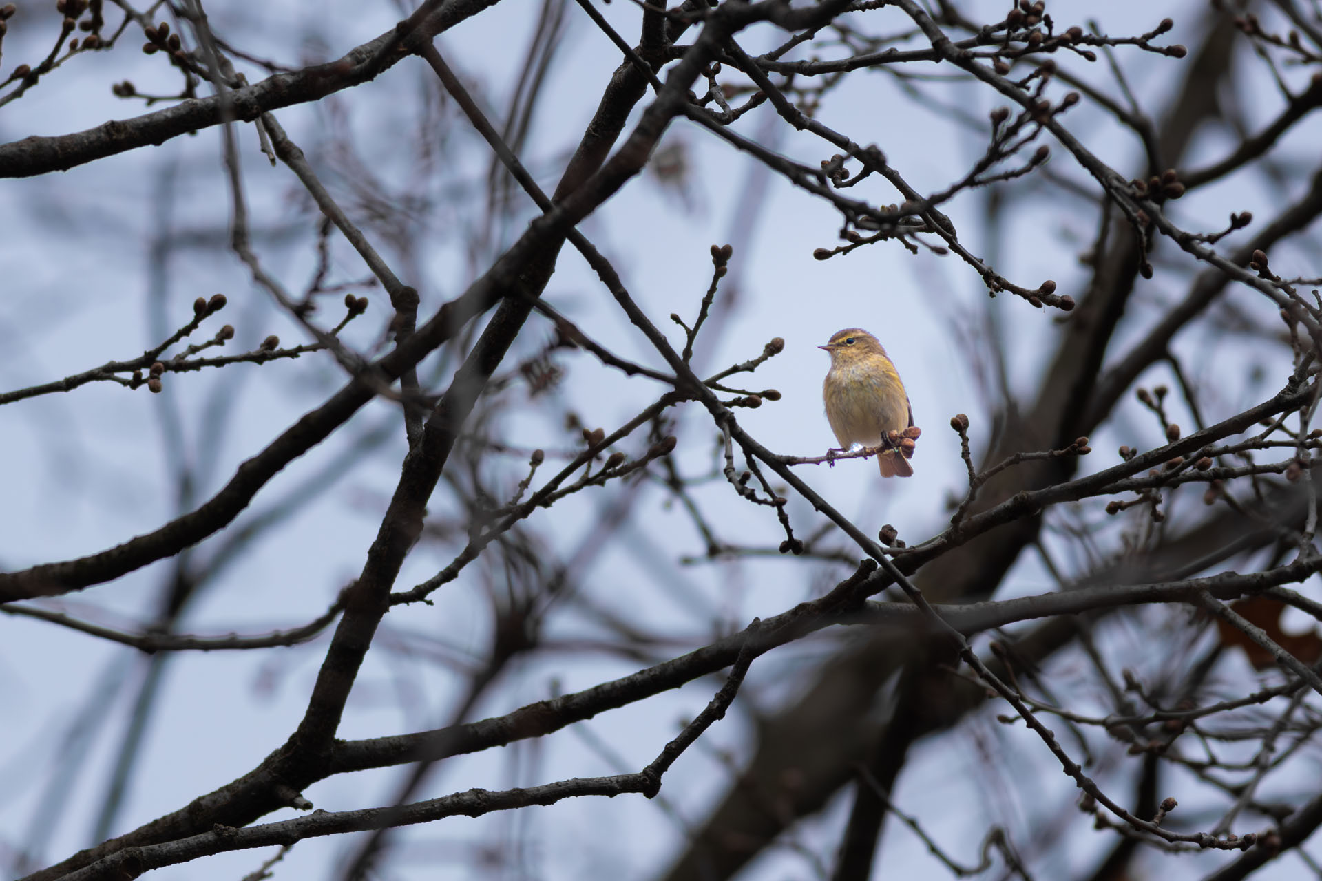Pierwiosnek, Common chiffchaff