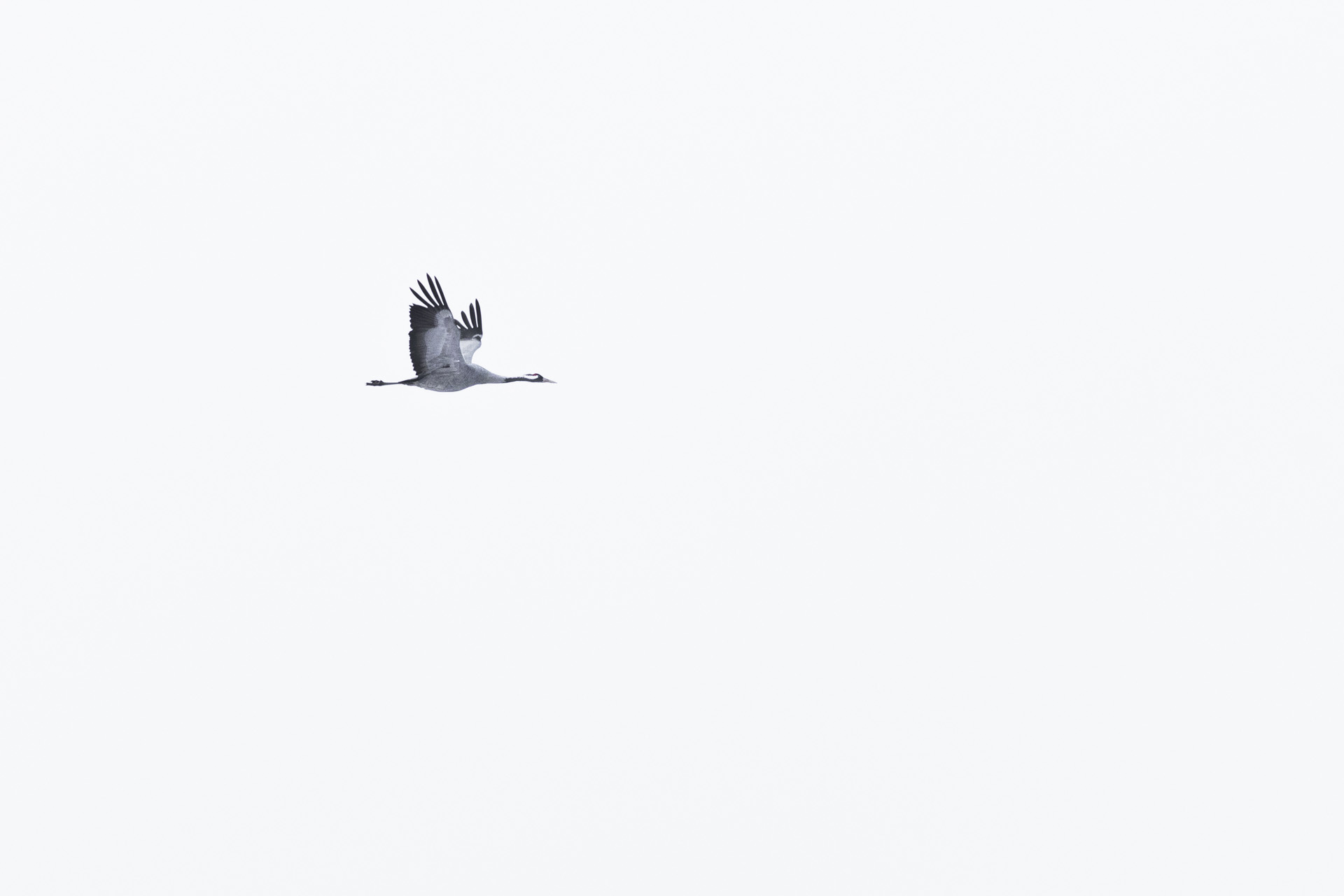 Żuraw, Common crane