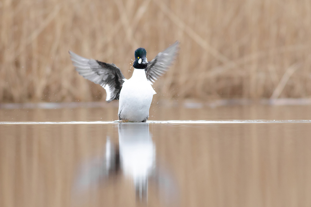 Common goldeneye