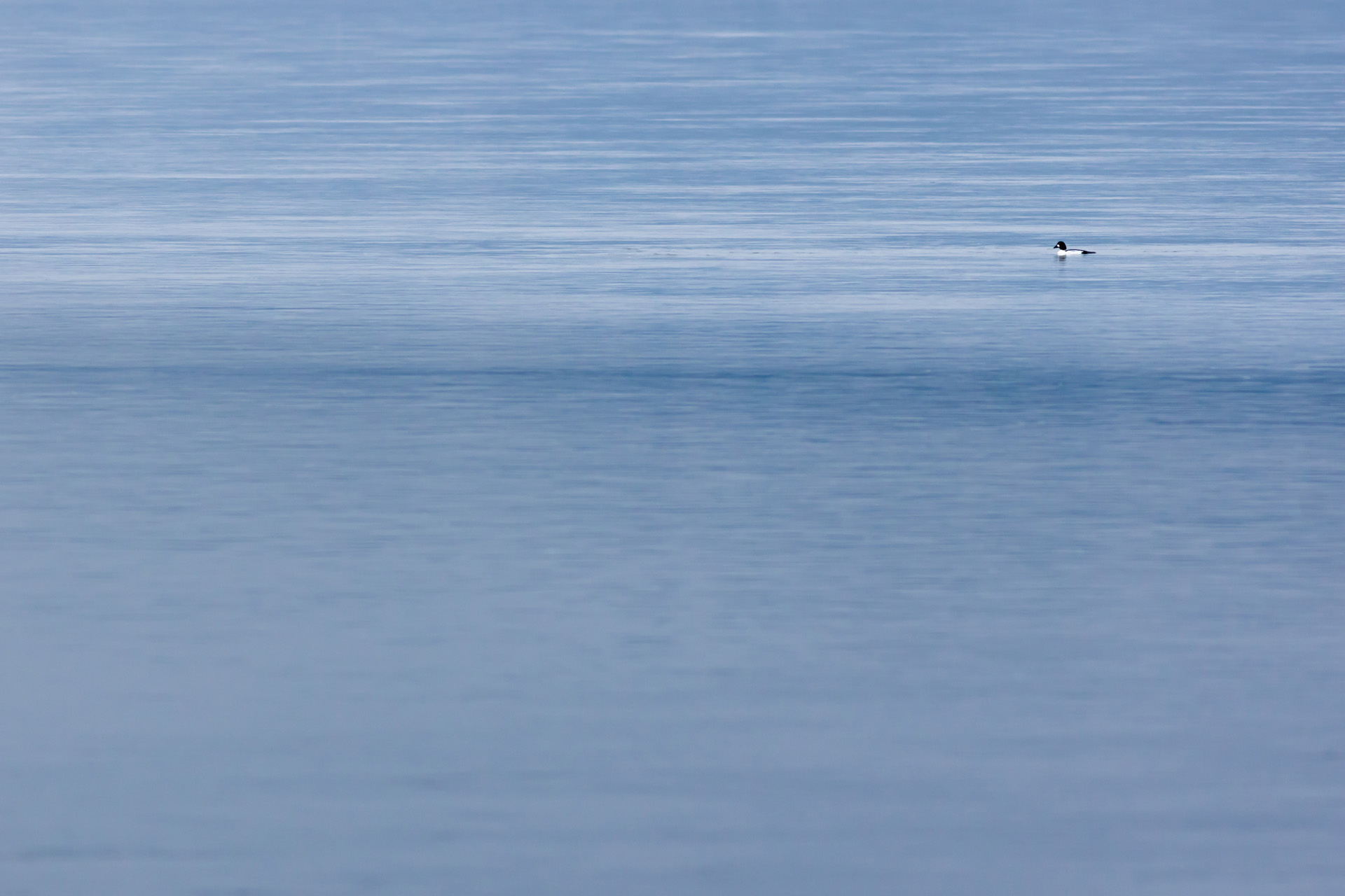 Common goldeneye