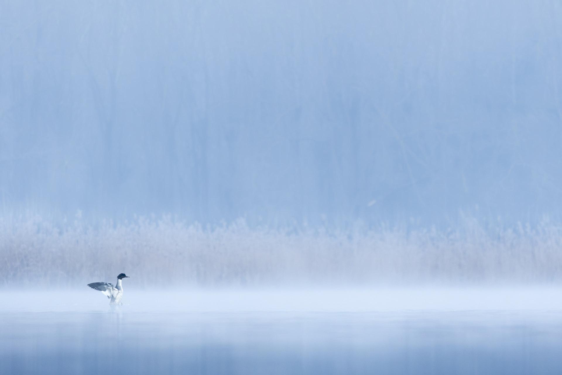 Nurogęś, Common merganser