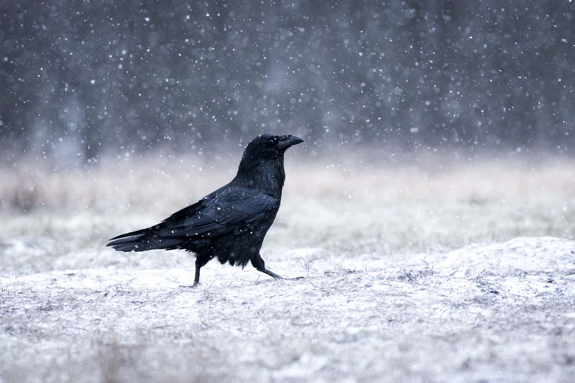 Common raven