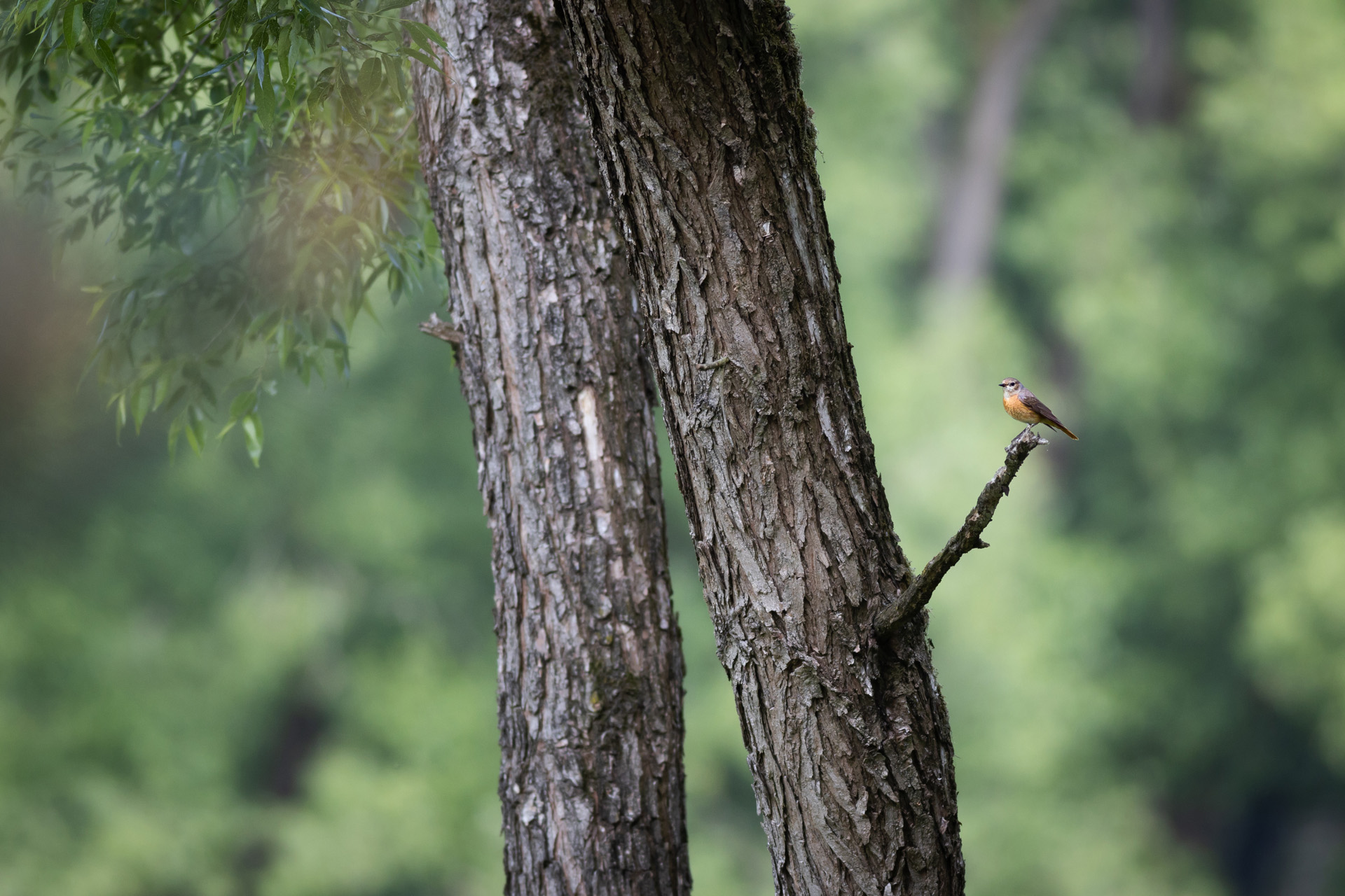 Pleszka, Common redstart