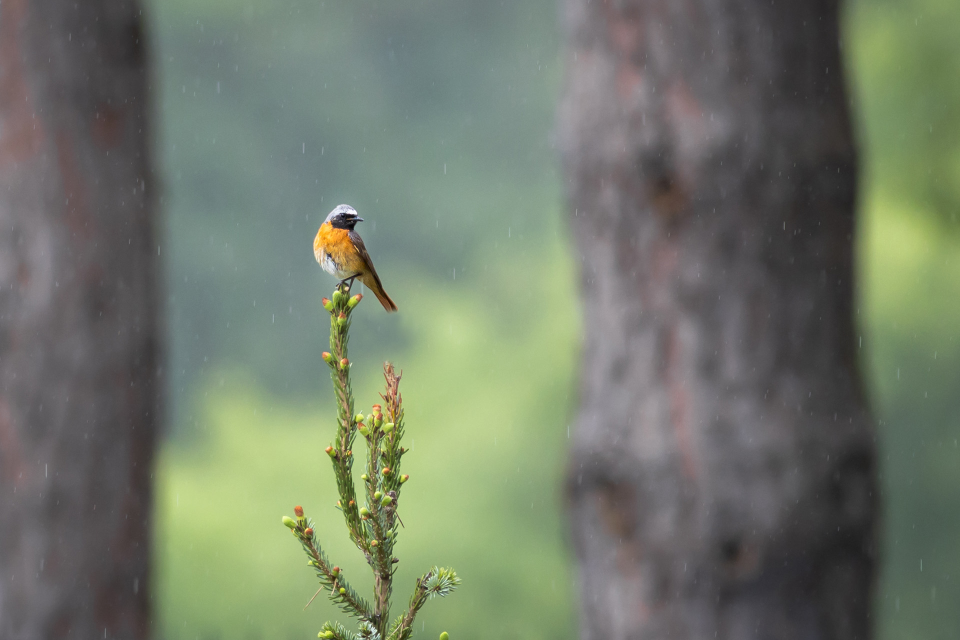 Pleszka, Common redstart