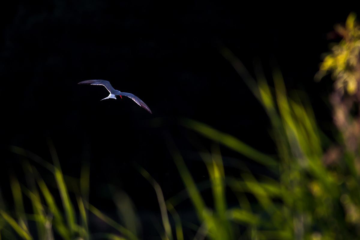 Common tern