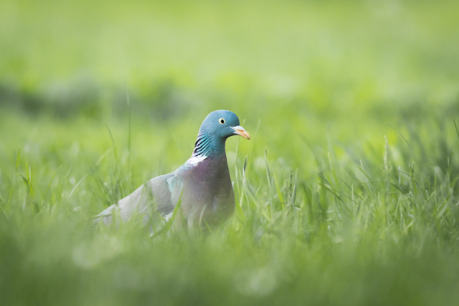 Common wood pigeon