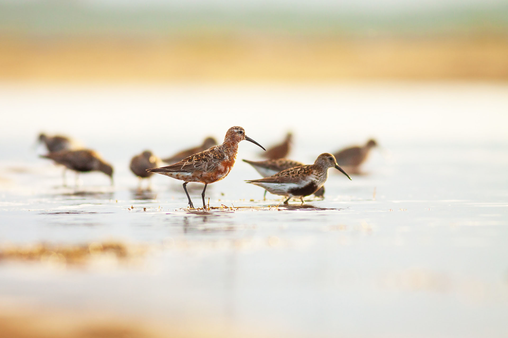 Curlew sandpiper