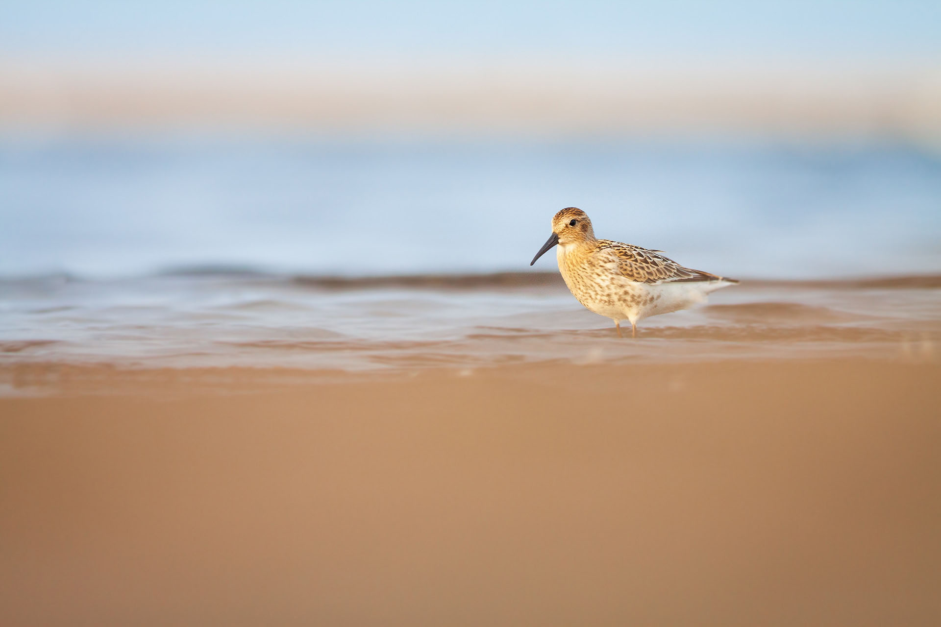 Dunlin