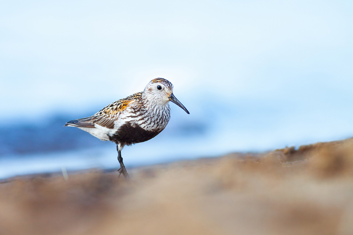 Dunlin