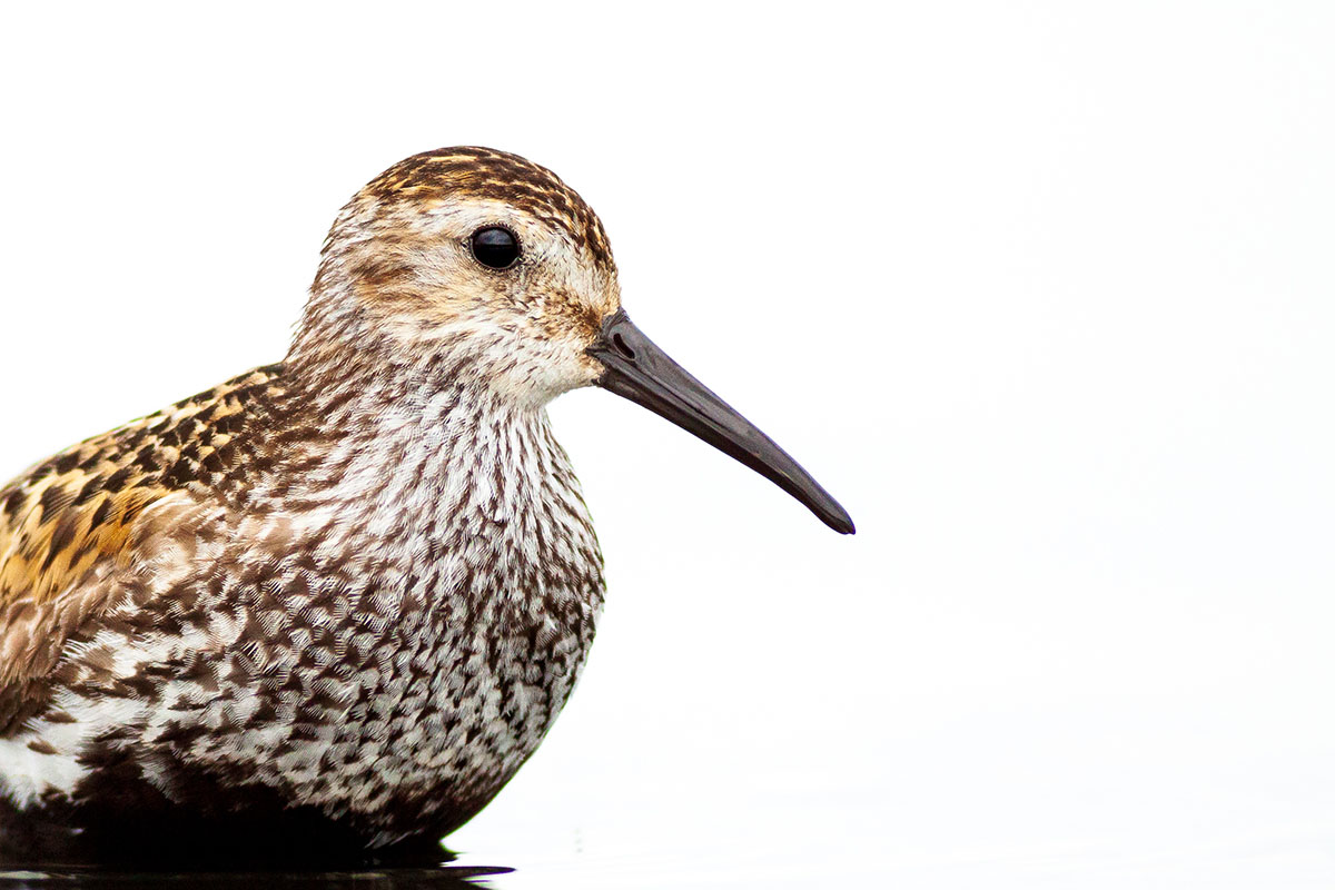 Dunlin