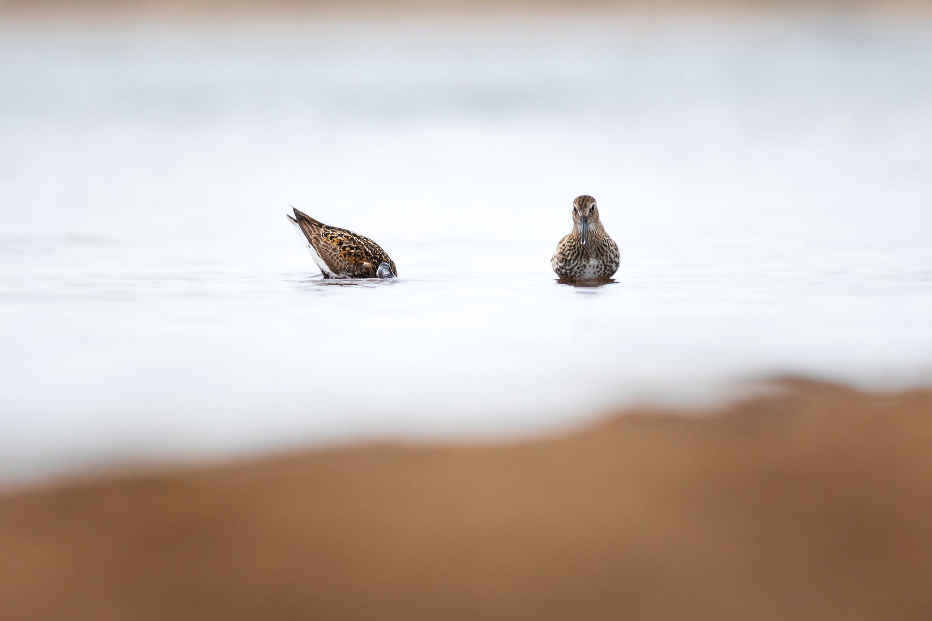 Dunlin