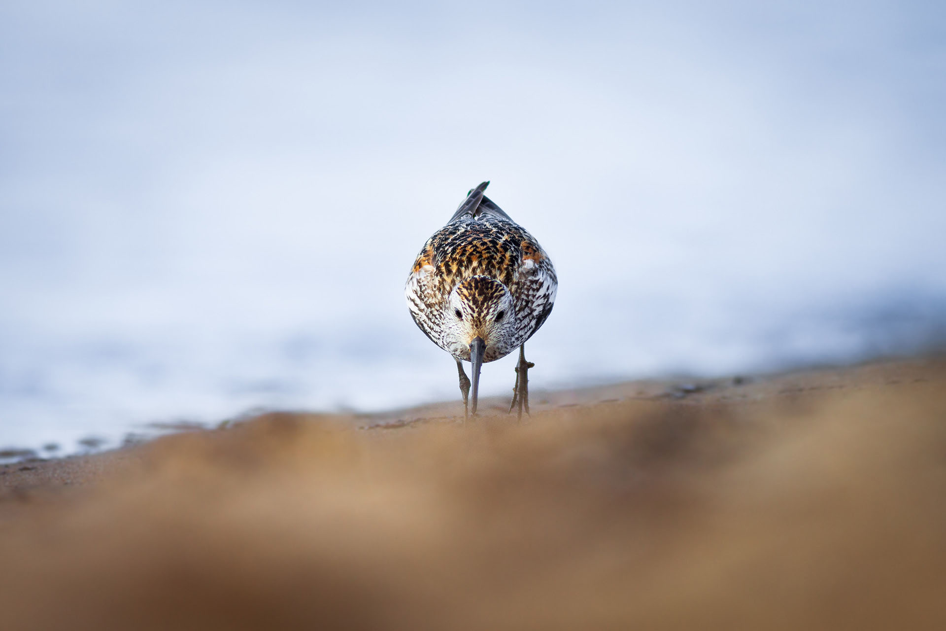 Dunlin