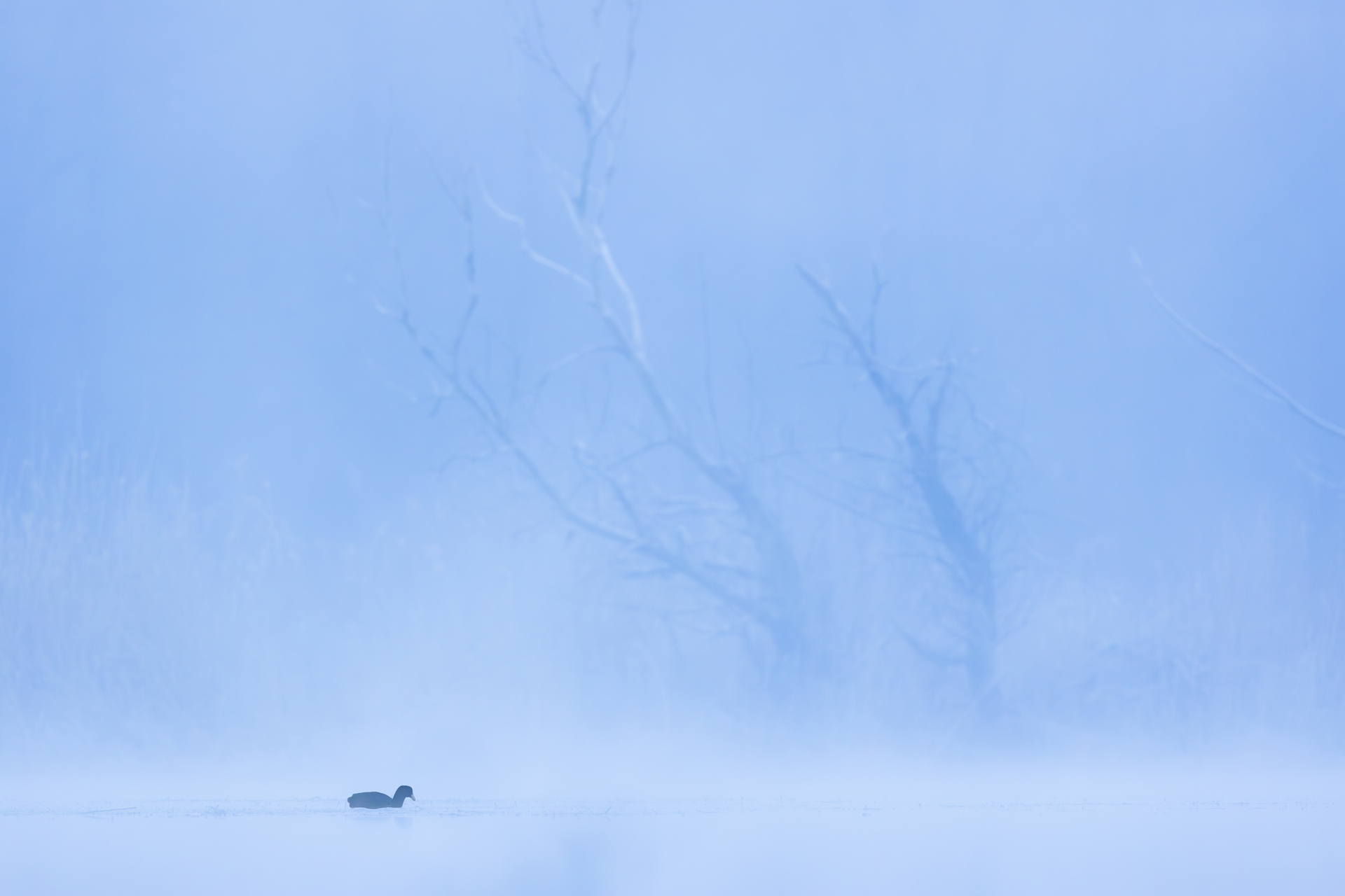 Łyska, Eurasian coot