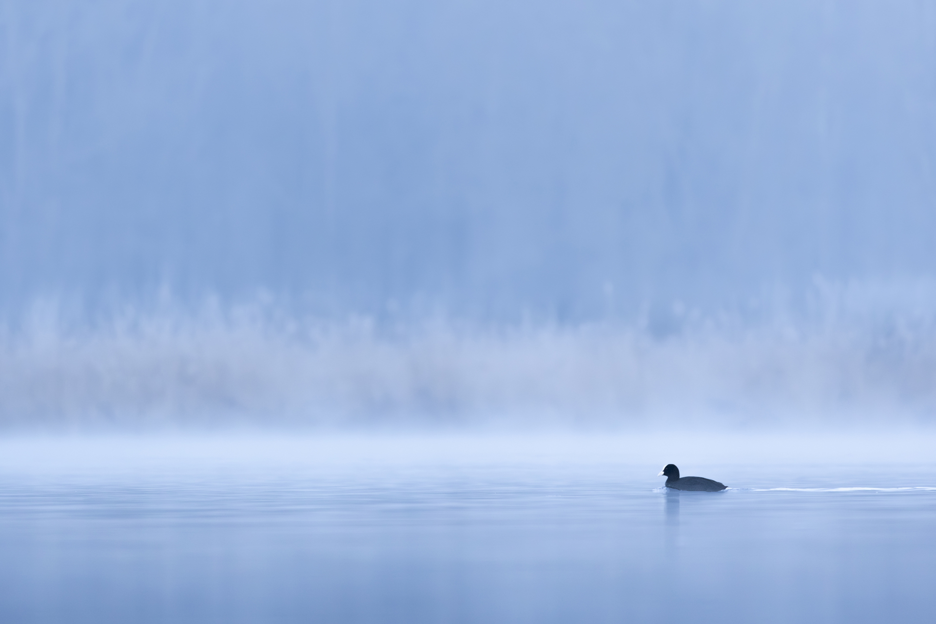 Łyska, Eurasian coot