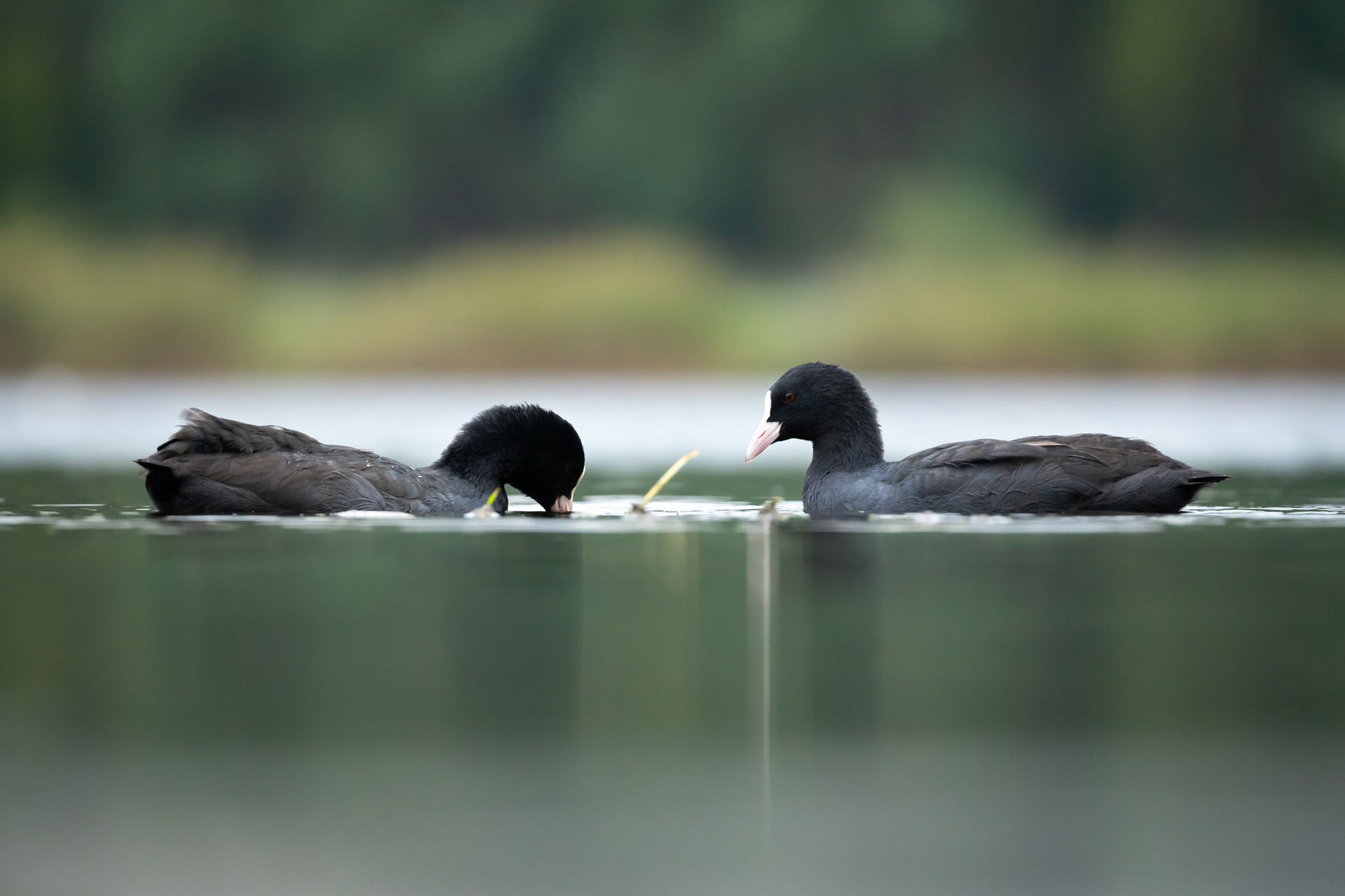 Eurasian coot