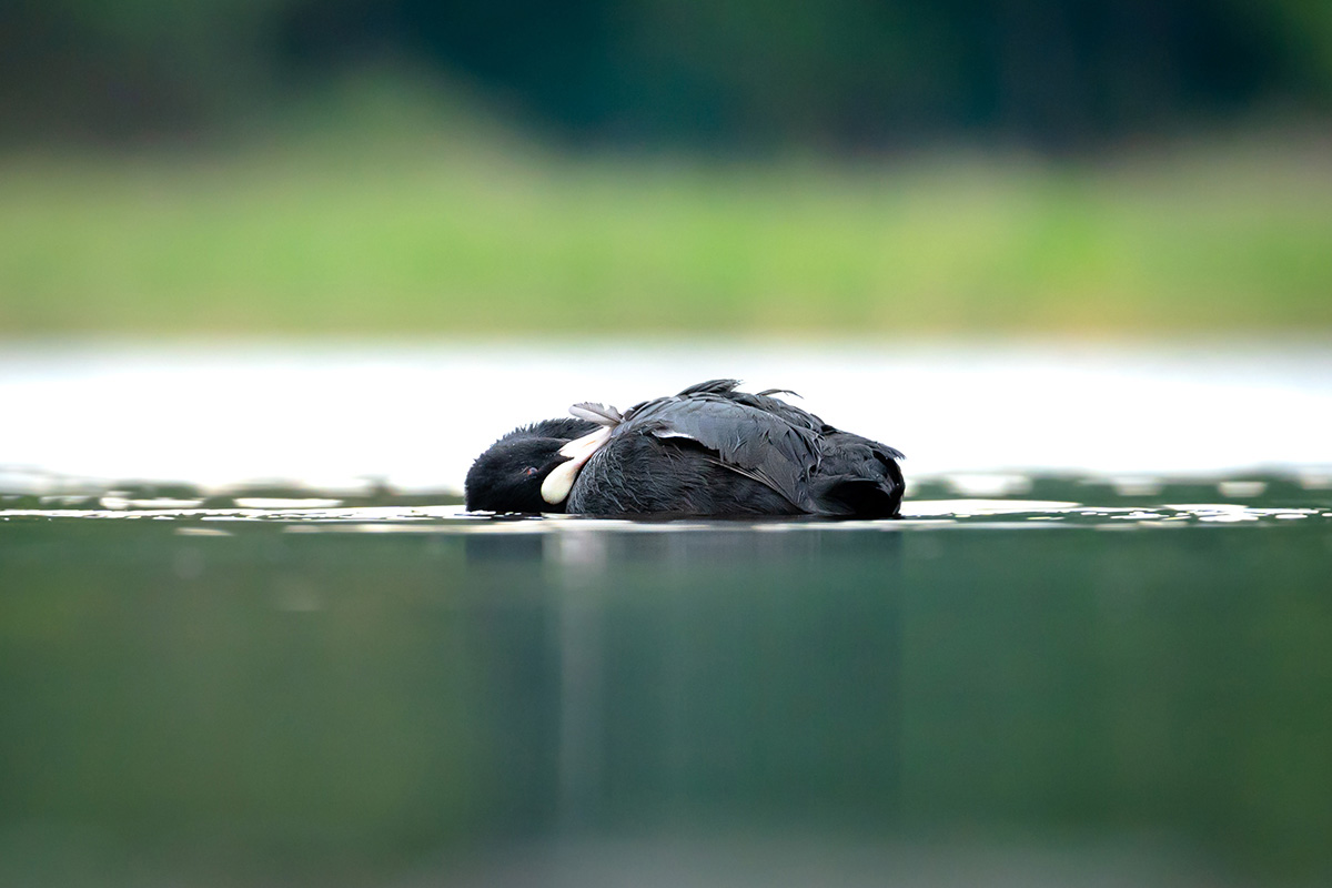 Eurasian coot