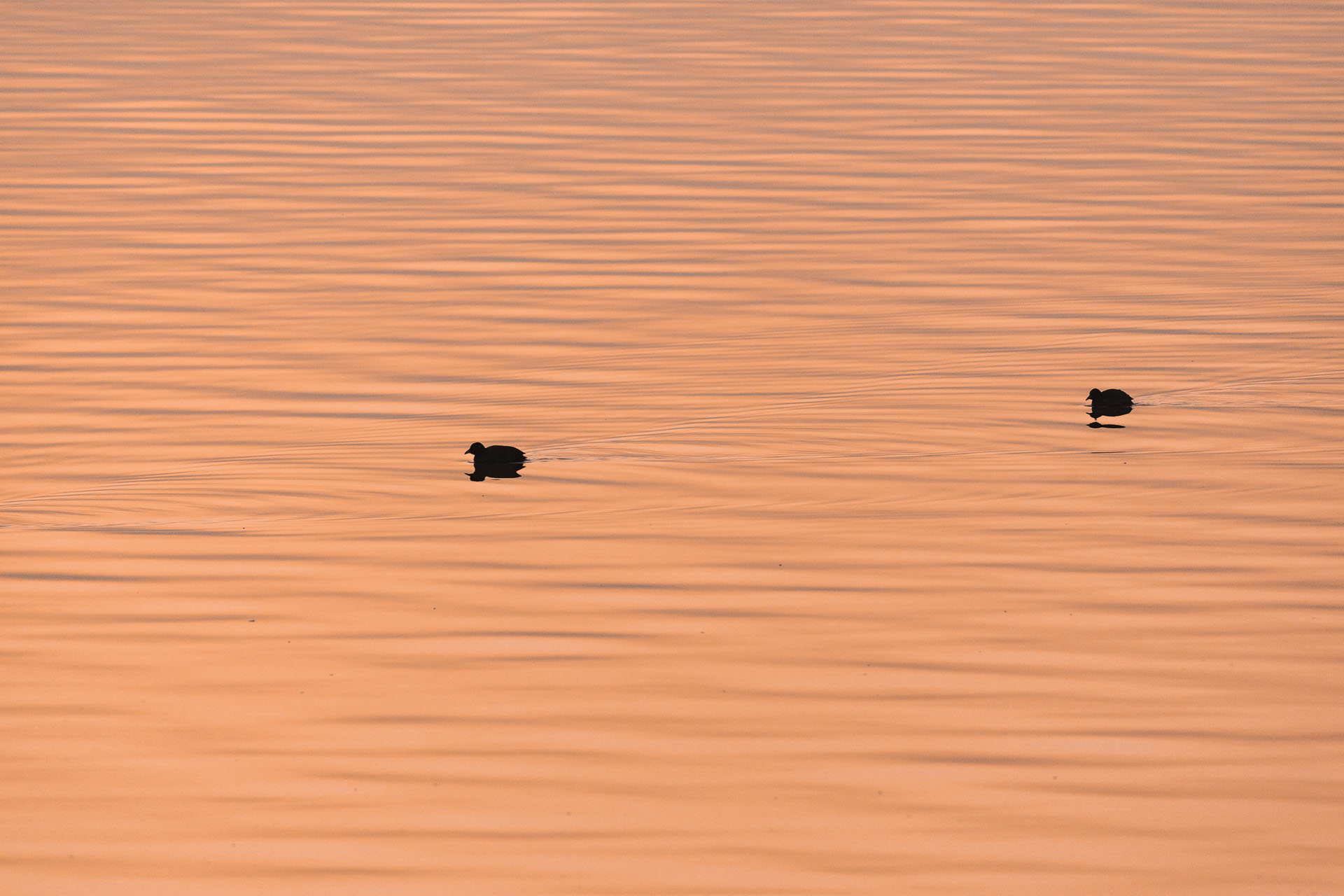 Łyska, Eurasian coot