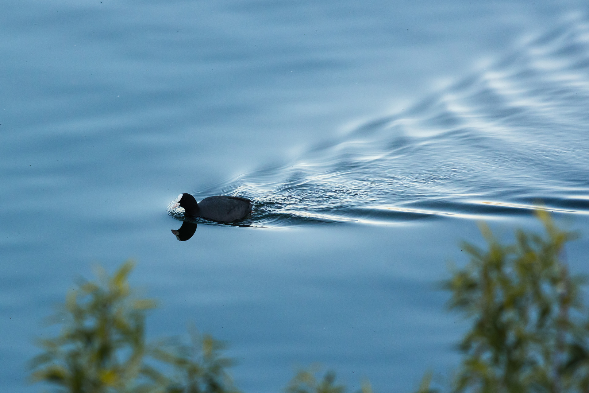 Łyska, Eurasian coot