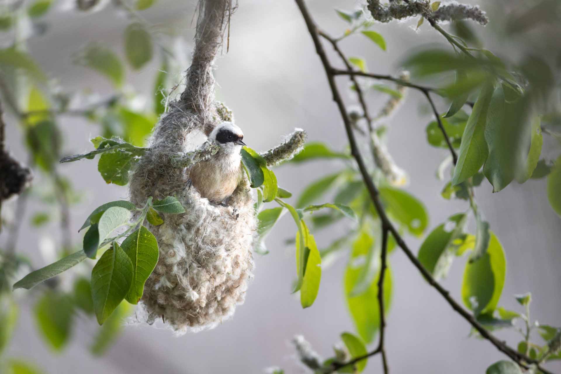 Eurasian penduline tit