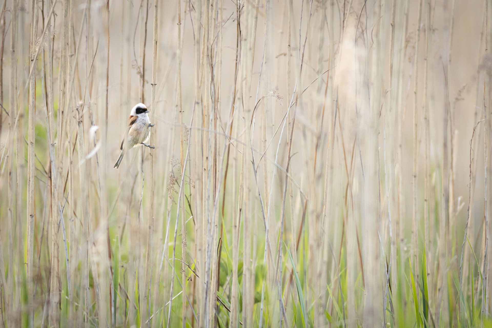 Eurasian penduline tit