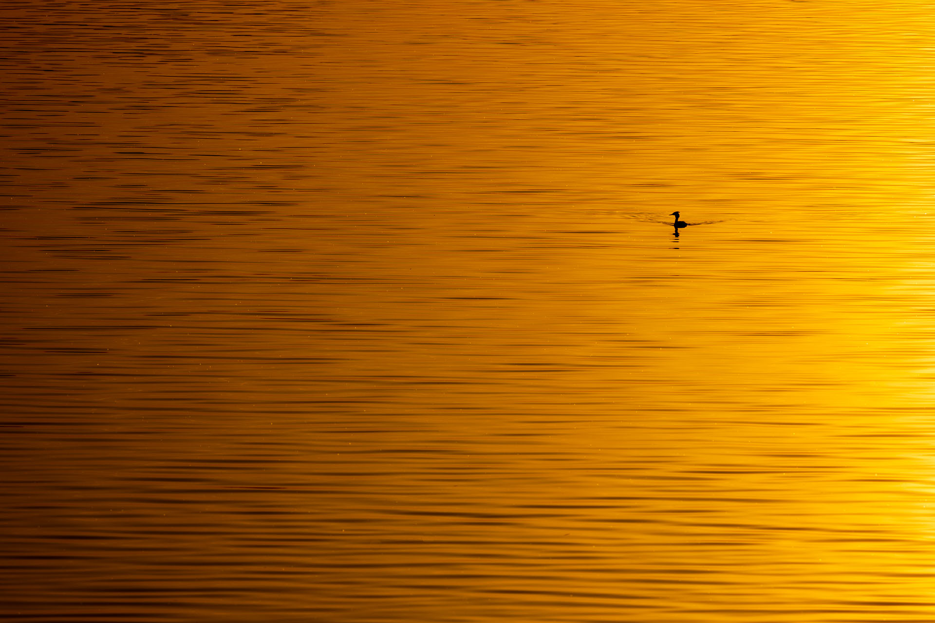 Perkoz dwuczuby, Great crested grebe