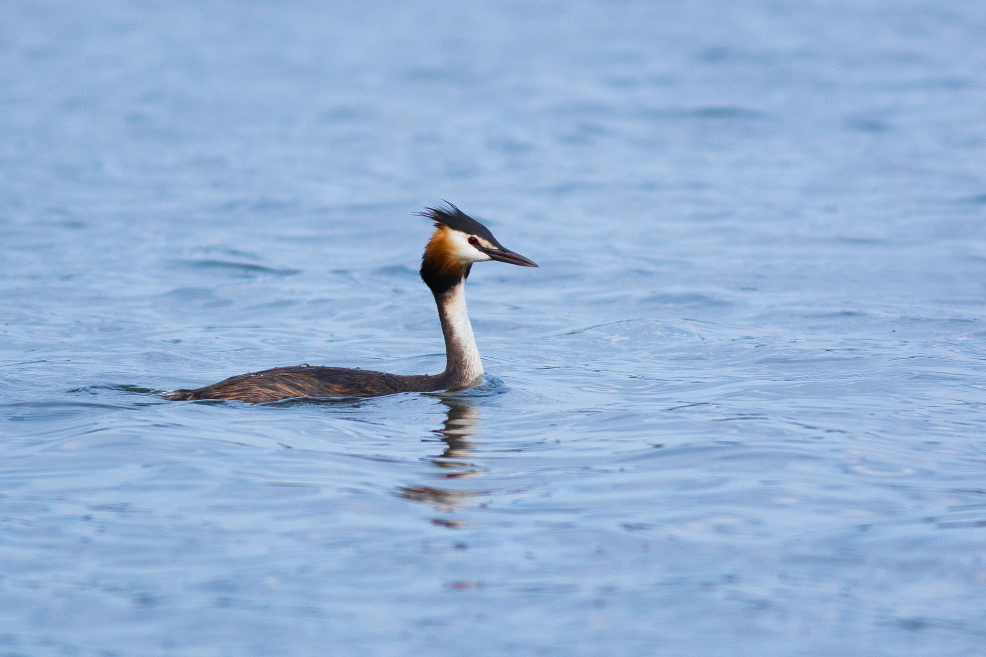 Perkoz dwuczuby, Great crested grebe