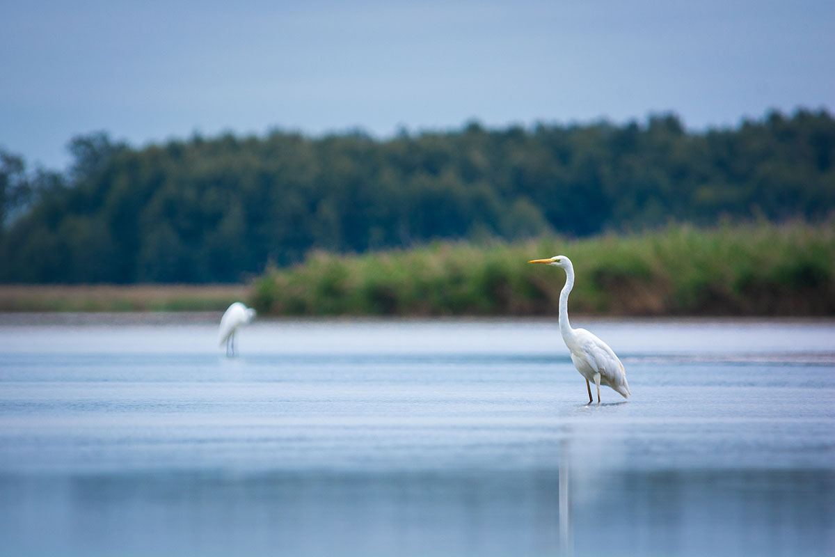 Great egret