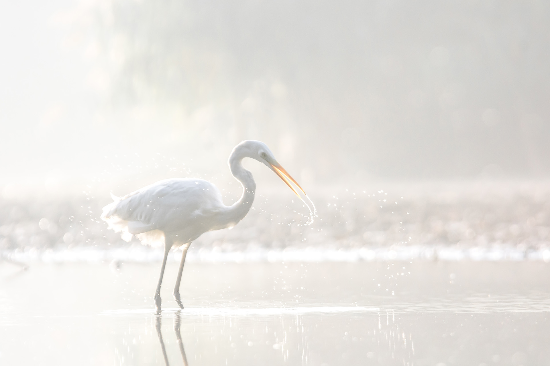 Great egret