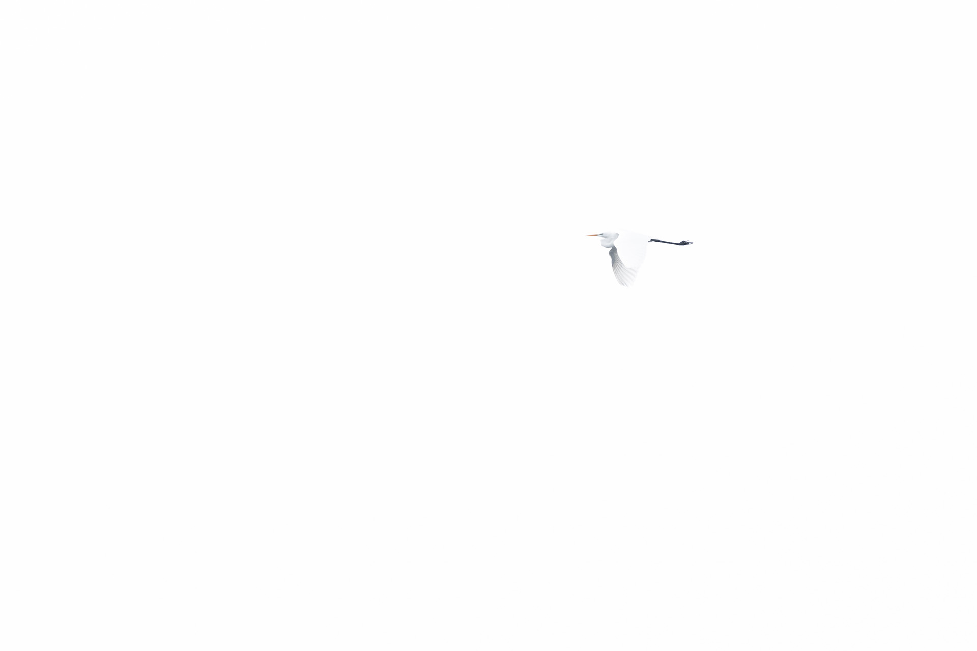 Czapla biała, Great egret