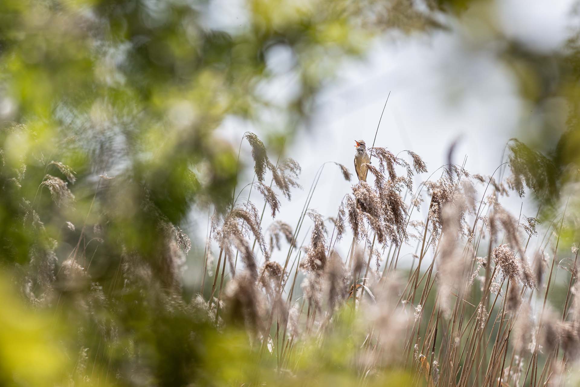 Great reed warbler