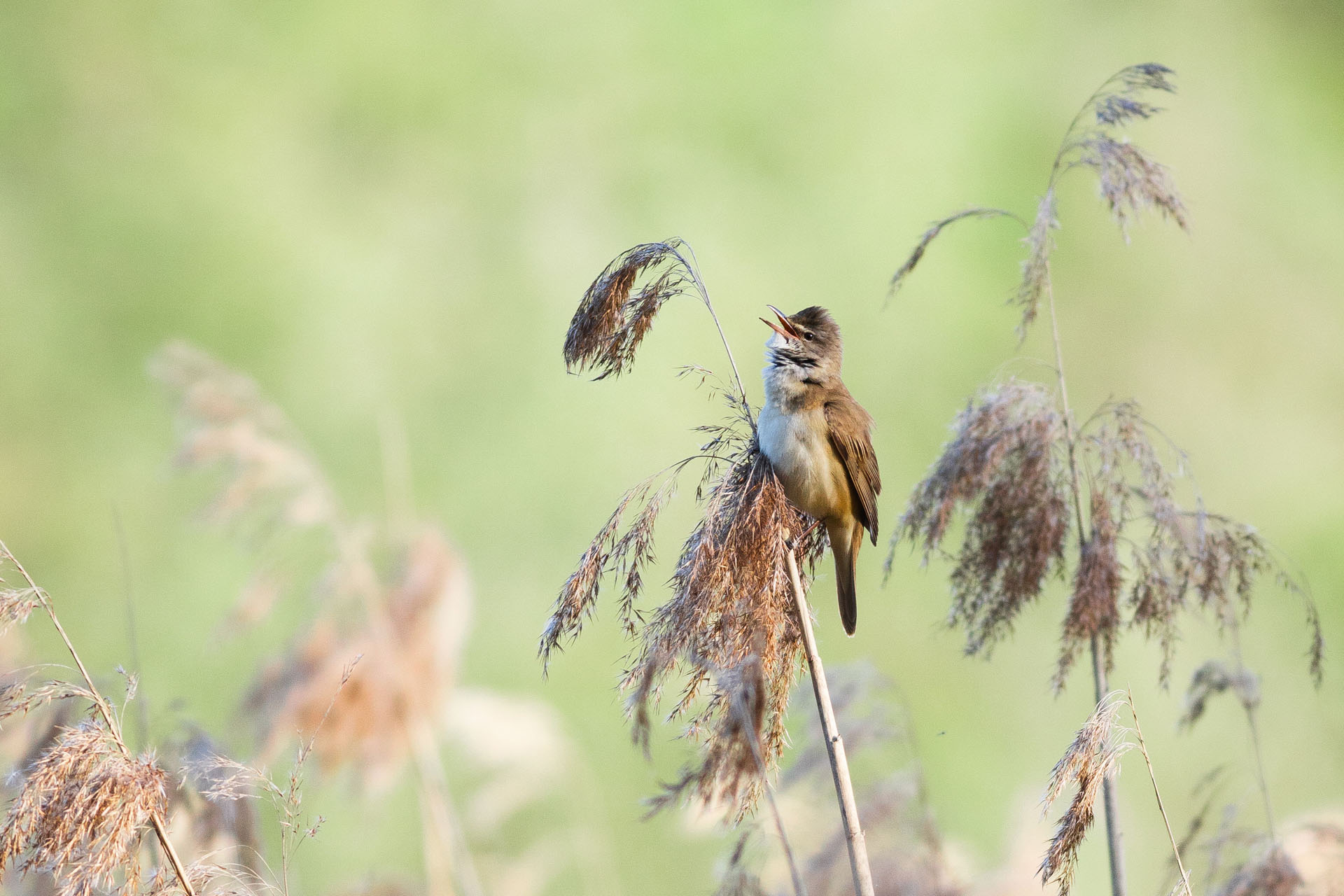 Great reed warbler