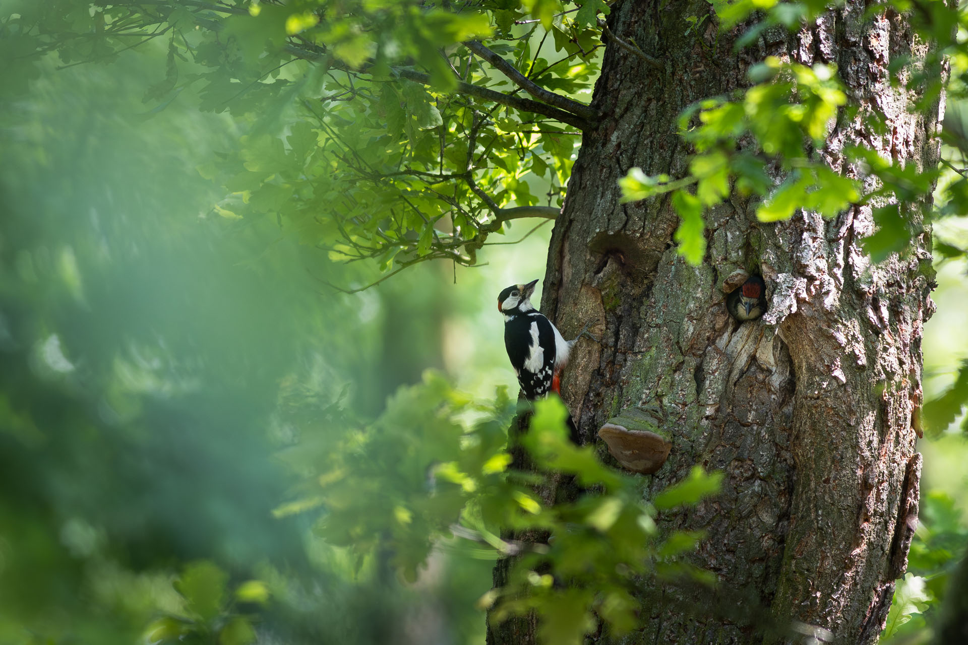 Dzięcioł duży, Great spotted woodpecker