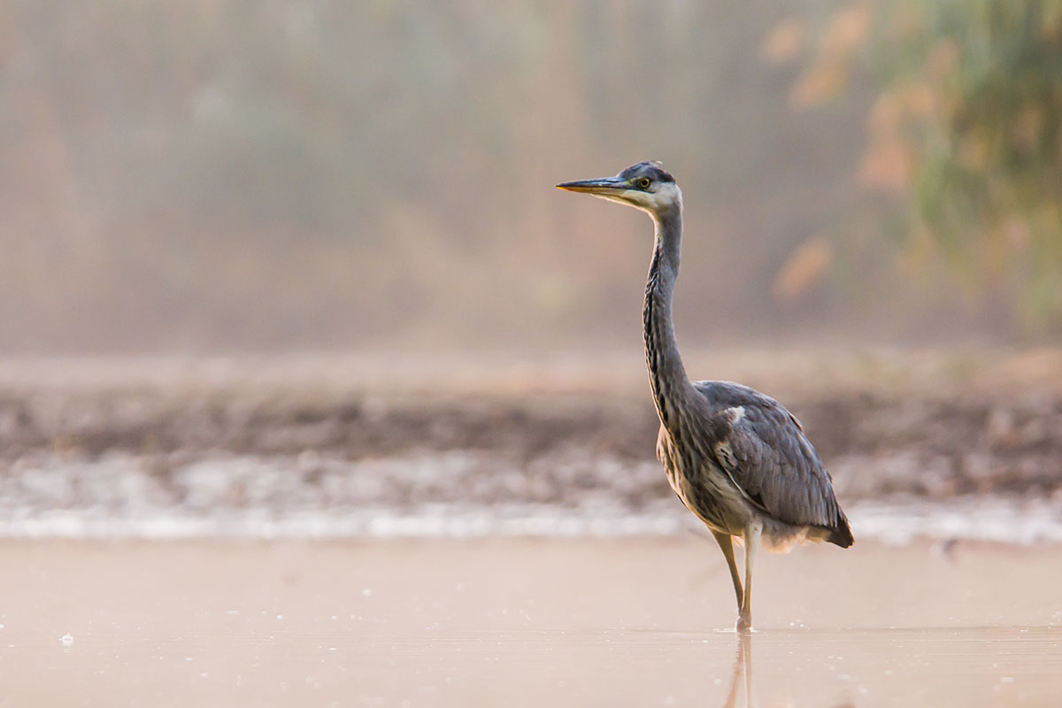 Grey heron