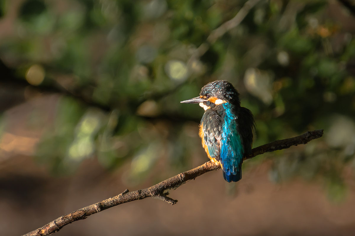 Kingfisher