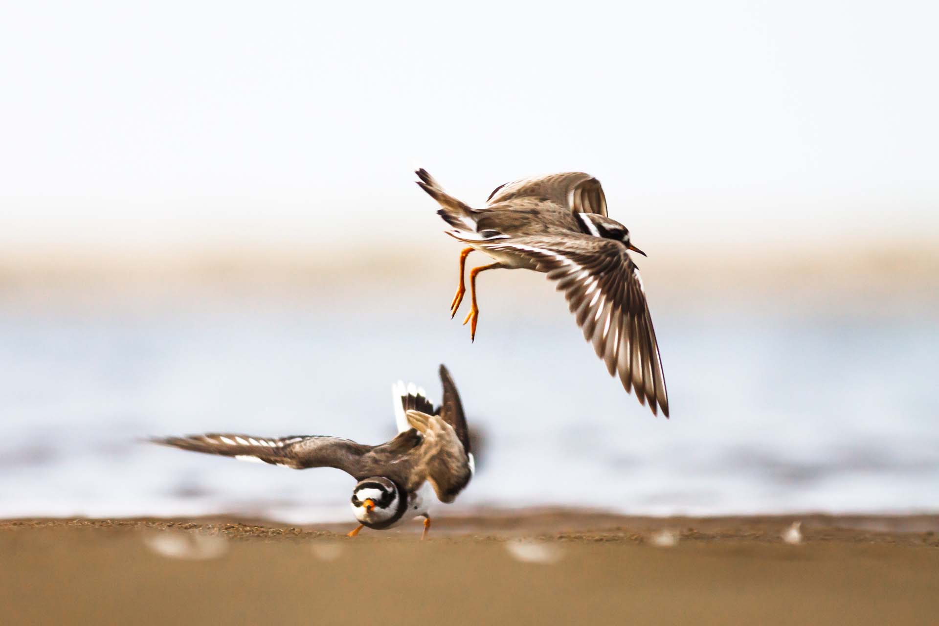 Little ringed plover