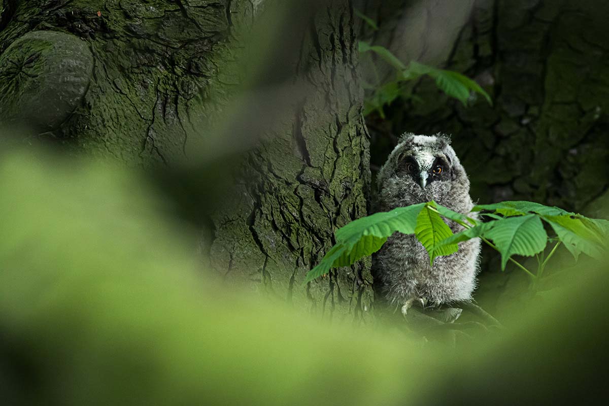 Long-eared owl