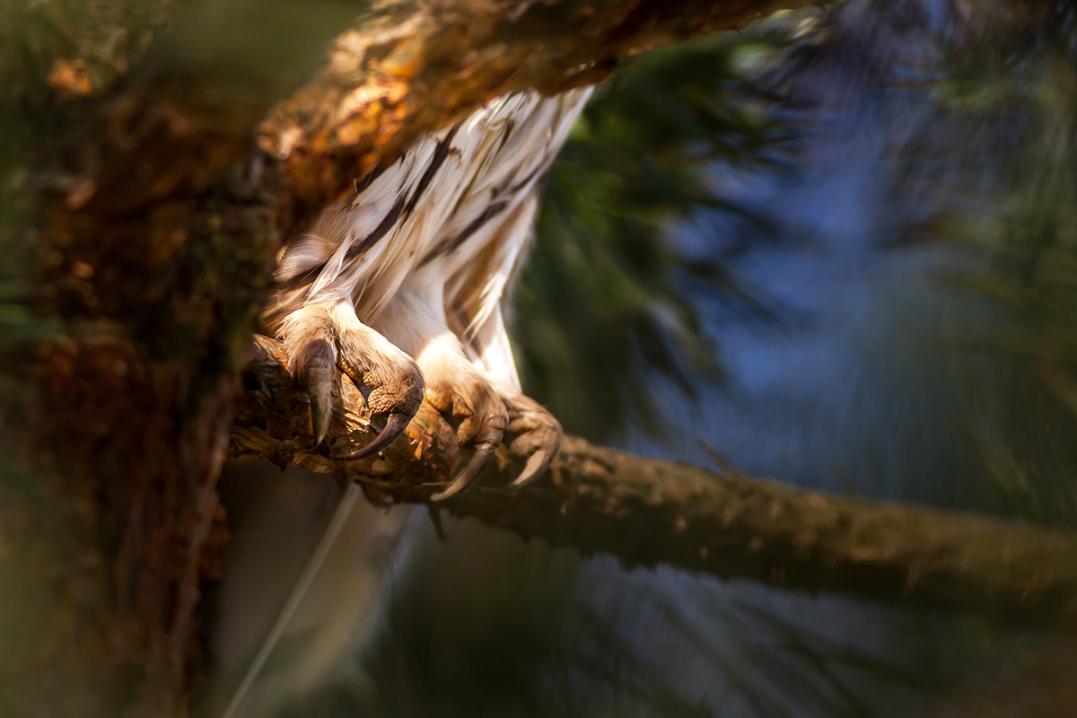 Long-eared owl