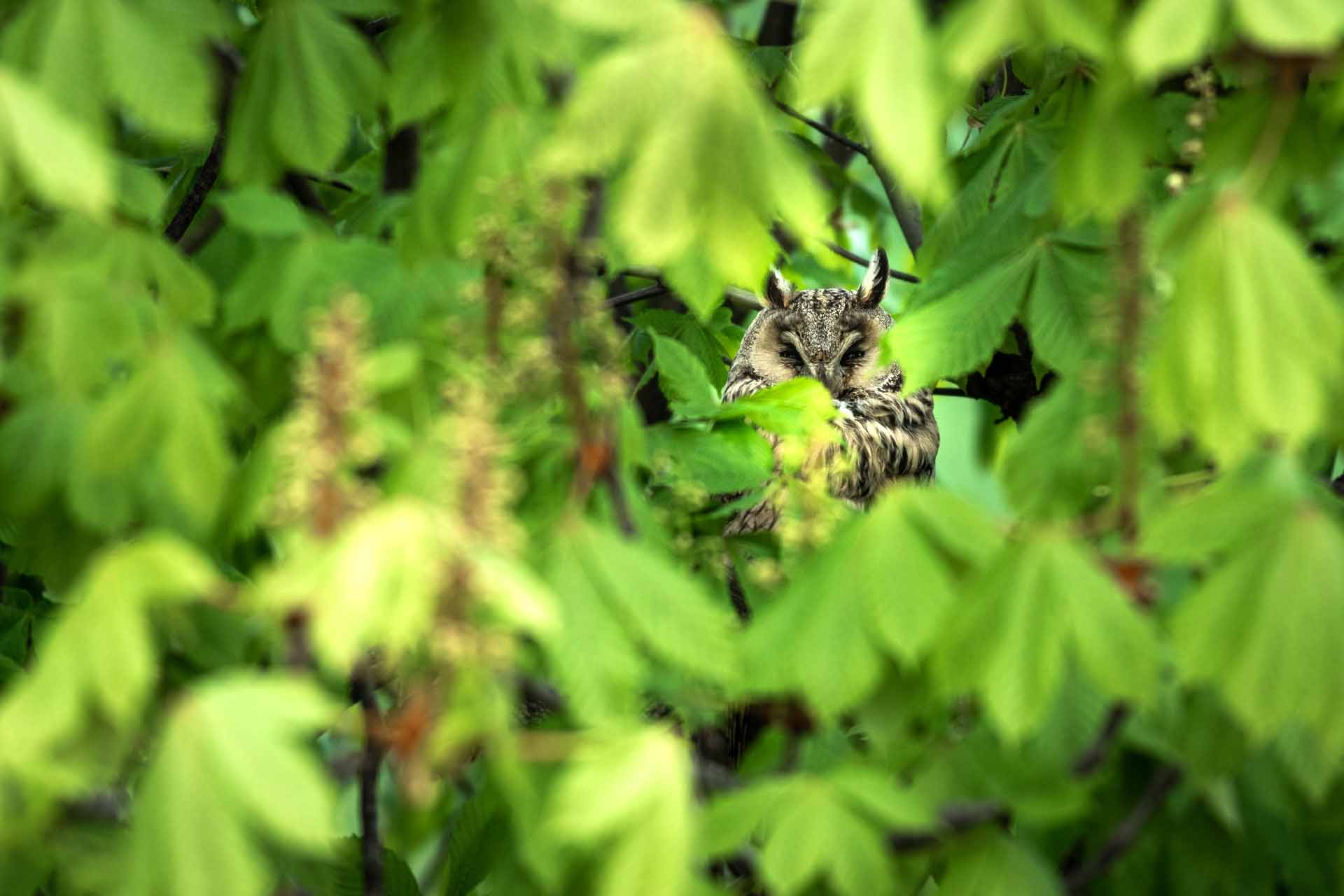 Long-eared owl