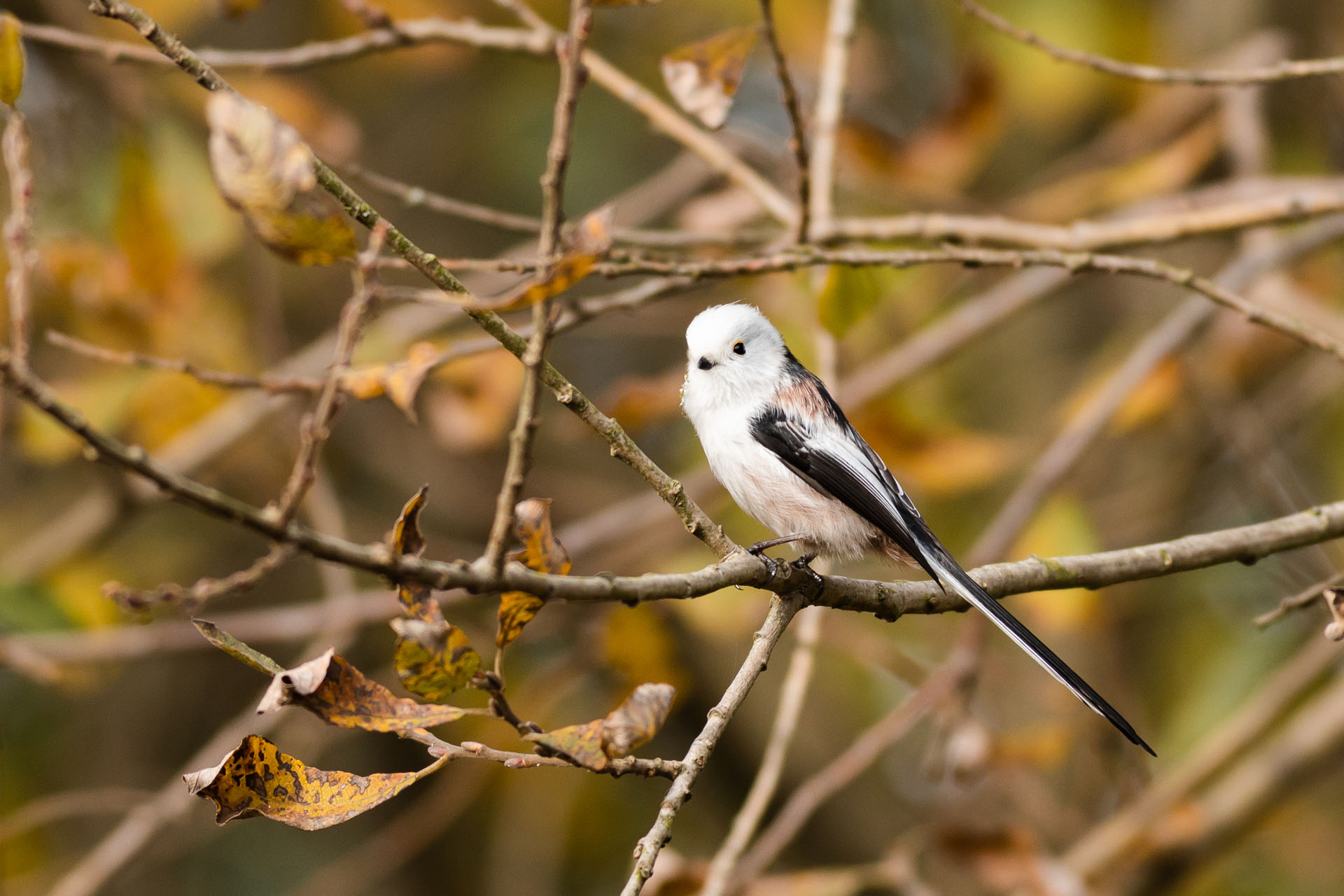 Long-tailed tit