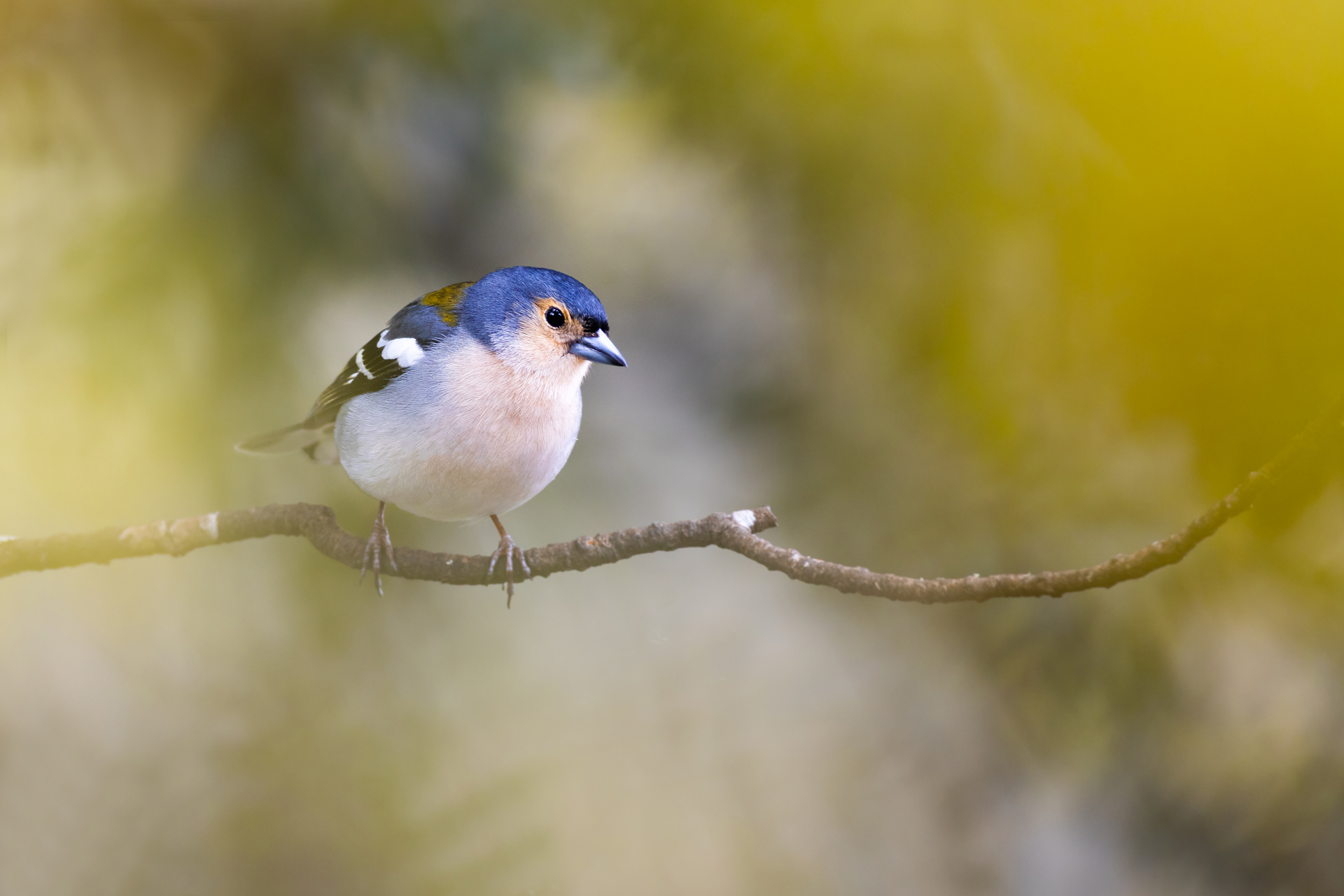 Zięba maderska, Madeira chaffinch