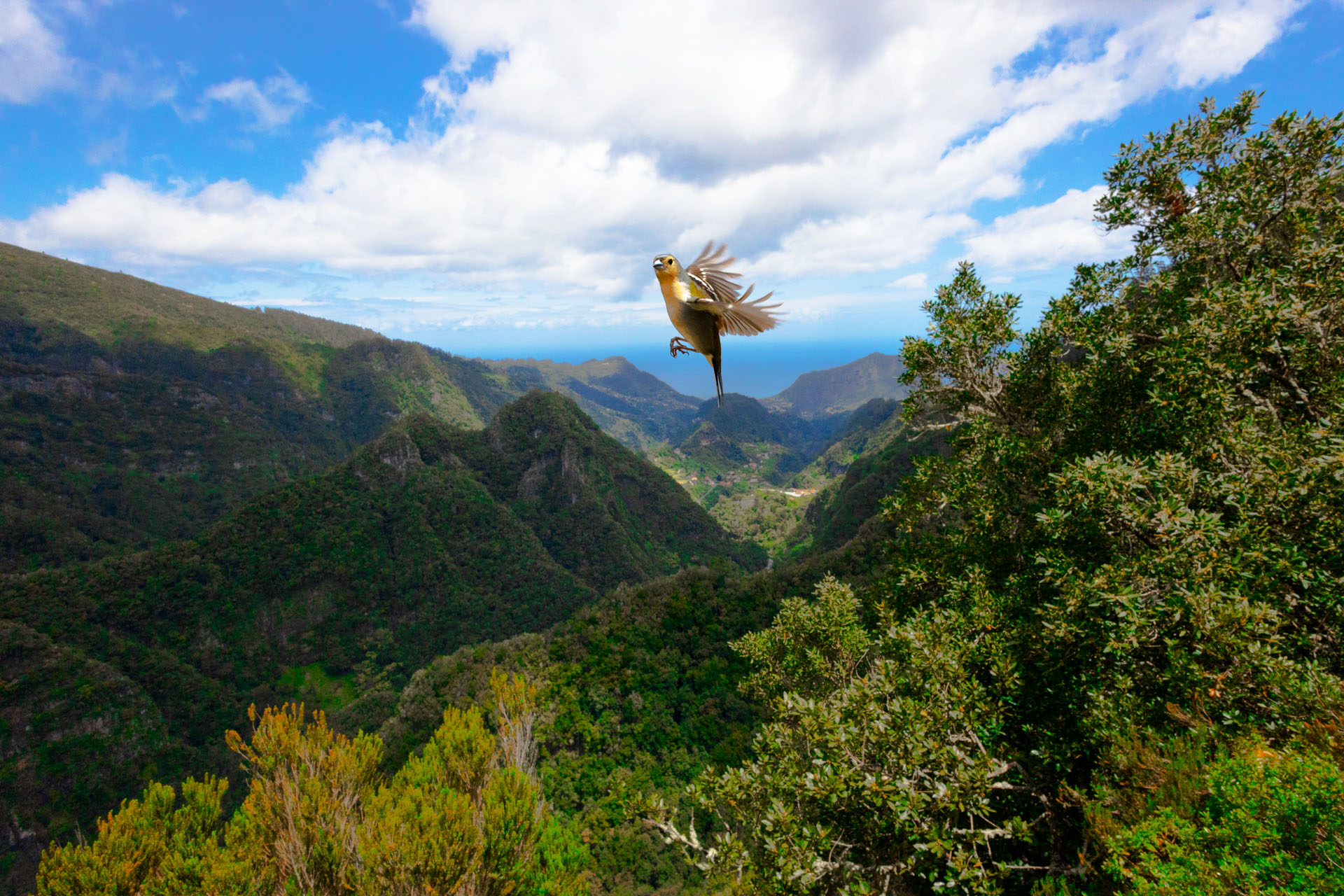 Zięba maderska, Madeira chaffinch