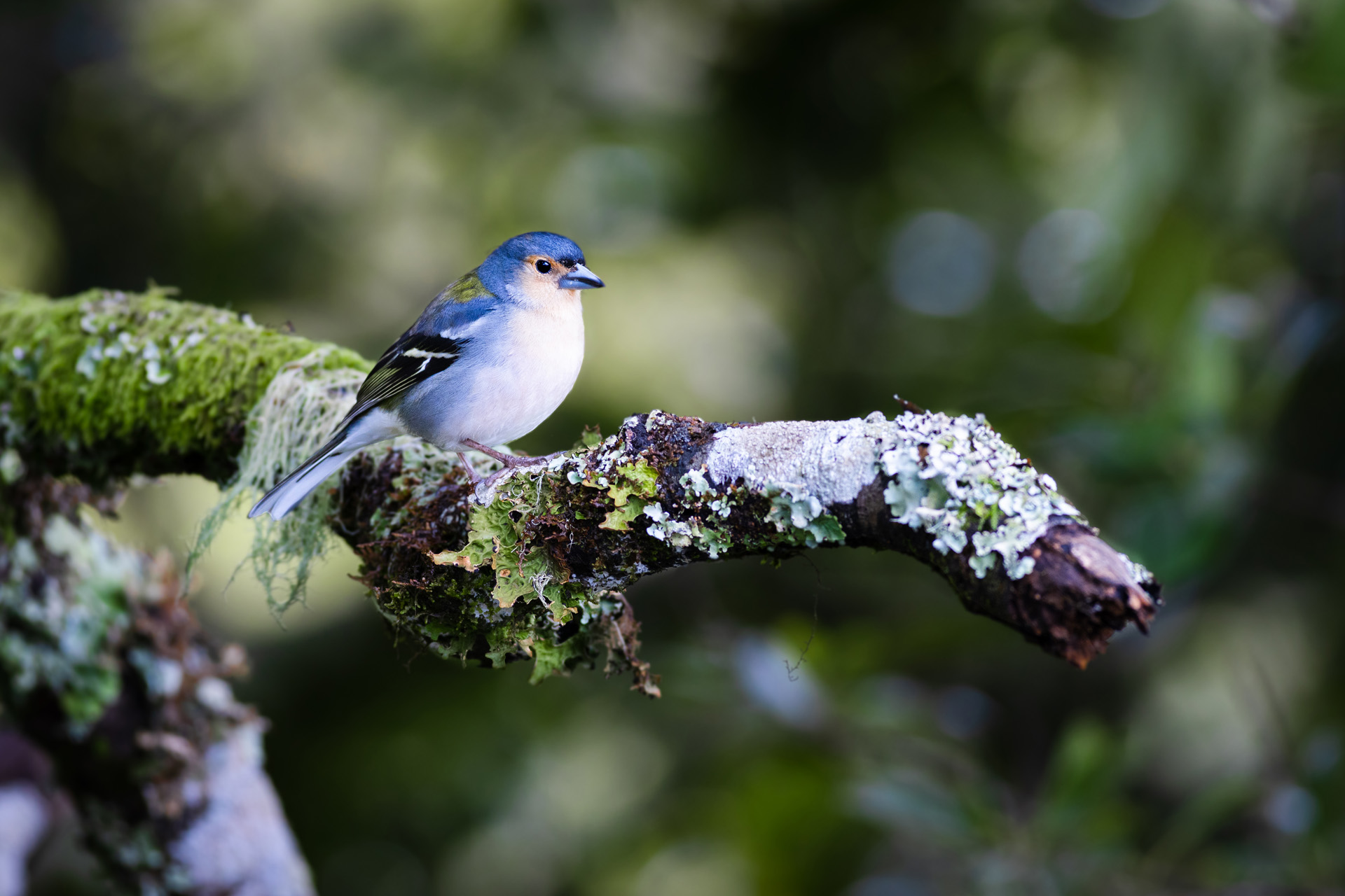 Zięba maderska, Madeira chaffinch